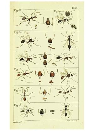 Imagen del vendedor de Reproduccin/Reproduction 9260119757: Histoire naturelle des fourmis,. Paris,De limpr. de Crapelet,1802. a la venta por EL BOLETIN