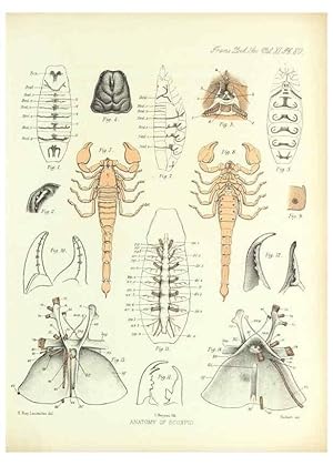 Image du vendeur pour Reproduccin/Reproduction 9563287182: On the muscular and endoskeletal systems of Limulus and Scorpio;. n.p.[1883?] mis en vente par EL BOLETIN