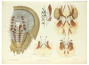 Image du vendeur pour Reproduccin/Reproduction 9563281816: On the muscular and endoskeletal systems of Limulus and Scorpio;. n.p.[1883?] mis en vente par EL BOLETIN