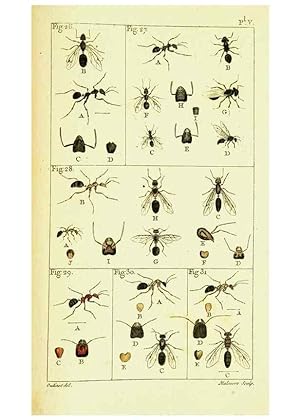 Imagen del vendedor de Reproduccin/Reproduction 9262890286: Histoire naturelle des fourmis,. Paris,De limpr. de Crapelet,1802. a la venta por EL BOLETIN