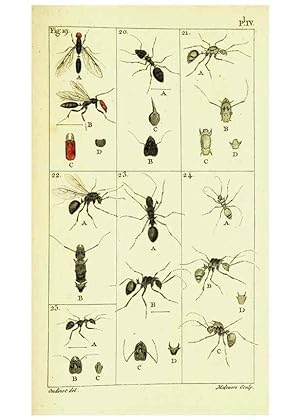 Imagen del vendedor de Reproduccin/Reproduction 9262888920: Histoire naturelle des fourmis,. Paris,De limpr. de Crapelet,1802. a la venta por EL BOLETIN
