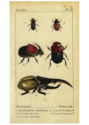 Imagen del vendedor de Reproduccin/Reproduction 9623163306: Histoire naturelle des insectes, compose?e dapre`s Re?amur, Geoffroy, Dege?er, Roesel, Linne?, Fabricius, et les meilleurs ouvrages qui ont paru sur cette partie;. Paris,Roret,1828. a la venta por EL BOLETIN