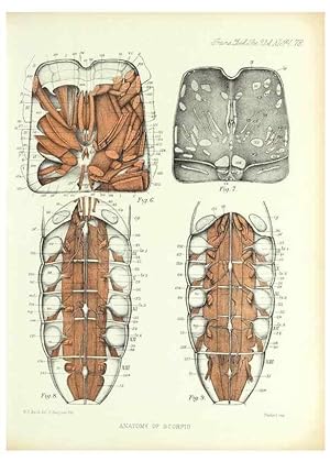 Imagen del vendedor de Reproduccin/Reproduction 9563285534: On the muscular and endoskeletal systems of Limulus and Scorpio;. n.p.[1883?] a la venta por EL BOLETIN
