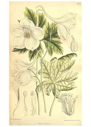 Seller image for Reproduccin/Reproduction 9600992364: Curtiss botanical magazine. London ;New York [etc.] :Academic Press [etc.] for sale by EL BOLETIN
