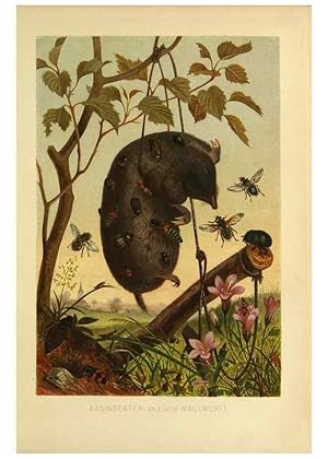 Imagen del vendedor de Reproduccin/Reproduction 9524144162: Die Insekten, Tausendfu?ssler und Spinnen. Leipzig,Bibliographische Institut,1877. a la venta por EL BOLETIN