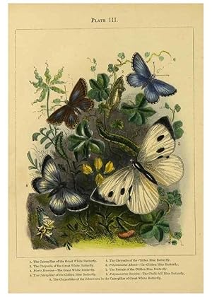 Image du vendeur pour Reproduccin/Reproduction 9445806678: The butterfly vivarium;. London,W. Lay,1858. mis en vente par EL BOLETIN