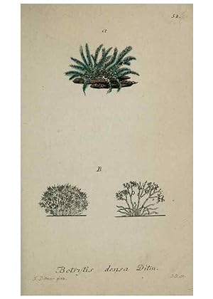 Seller image for Reproduccin/Reproduction 8958212217: Deutschlands Flora in Abbildungen nach der Natur :. Nrnberg,1817- for sale by EL BOLETIN