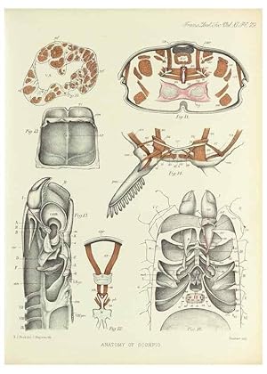 Imagen del vendedor de Reproduccin/Reproduction 9563286376: On the muscular and endoskeletal systems of Limulus and Scorpio;. n.p.[1883?] a la venta por EL BOLETIN