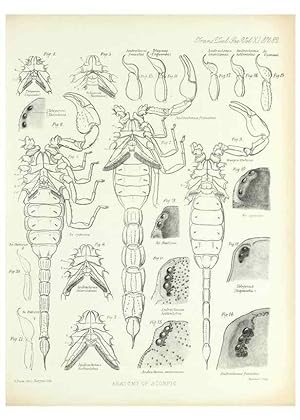 Image du vendeur pour Reproduccin/Reproduction 9563288890: On the muscular and endoskeletal systems of Limulus and Scorpio;. n.p.[1883?] mis en vente par EL BOLETIN