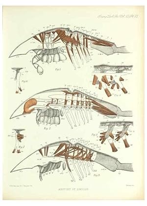 Imagen del vendedor de Reproduccin/Reproduction 9560493605: On the muscular and endoskeletal systems of Limulus and Scorpio;. n.p.[1883?] a la venta por EL BOLETIN