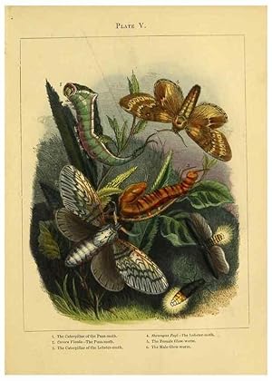 Immagine del venditore per Reproduccin/Reproduction 9445814314: The butterfly vivarium;. London,W. Lay,1858. venduto da EL BOLETIN