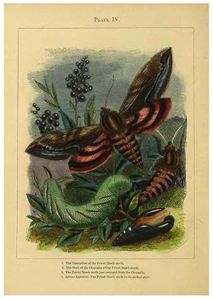 Immagine del venditore per Reproduccin/Reproduction 9445812906: The butterfly vivarium;. London,W. Lay,1858. venduto da EL BOLETIN