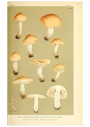 Imagen del vendedor de Reproduccin/Reproduction 9015115833: Illustrations of British Fungi (Hymenomycetes), to serve as an atlas to the ""Handbook of British Fungi"". LondonWilliams and Norgate1881-91 a la venta por EL BOLETIN