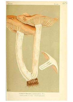 Imagen del vendedor de Reproduccin/Reproduction 9015117277: Illustrations of British Fungi (Hymenomycetes), to serve as an atlas to the ""Handbook of British Fungi"". LondonWilliams and Norgate1881-91 a la venta por EL BOLETIN