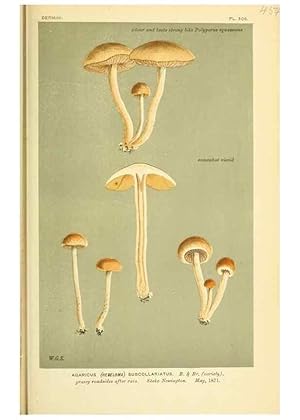 Imagen del vendedor de Reproduccin/Reproduction 8722285115: Illustrations of British Fungi (Hymenomycetes), to serve as an atlas to the ""Handbook of British Fungi"". LondonWilliams and Norgate1881-91 a la venta por EL BOLETIN