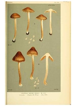 Imagen del vendedor de Reproduccin/Reproduction 8723401046: Illustrations of British Fungi (Hymenomycetes), to serve as an atlas to the ""Handbook of British Fungi"". LondonWilliams and Norgate1881-91 a la venta por EL BOLETIN