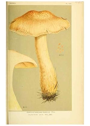 Imagen del vendedor de Reproduccin/Reproduction 8723402082: Illustrations of British Fungi (Hymenomycetes), to serve as an atlas to the ""Handbook of British Fungi"". LondonWilliams and Norgate1881-91 a la venta por EL BOLETIN