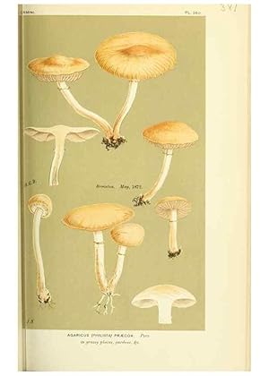 Imagen del vendedor de Reproduccin/Reproduction 8722259615: Illustrations of British Fungi (Hymenomycetes), to serve as an atlas to the ""Handbook of British Fungi"". LondonWilliams and Norgate1881-91 a la venta por EL BOLETIN