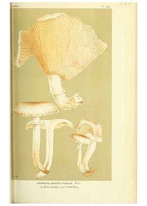 Imagen del vendedor de Reproduccin/Reproduction 8723379912: Illustrations of British Fungi (Hymenomycetes), to serve as an atlas to the ""Handbook of British Fungi"". LondonWilliams and Norgate1881-91 a la venta por EL BOLETIN