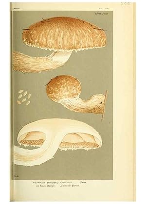 Imagen del vendedor de Reproduccin/Reproduction 8722262085: Illustrations of British Fungi (Hymenomycetes), to serve as an atlas to the ""Handbook of British Fungi"". LondonWilliams and Norgate1881-91 a la venta por EL BOLETIN