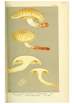 Imagen del vendedor de Reproduccin/Reproduction 8723383828: Illustrations of British Fungi (Hymenomycetes), to serve as an atlas to the ""Handbook of British Fungi"". LondonWilliams and Norgate1881-91 a la venta por EL BOLETIN