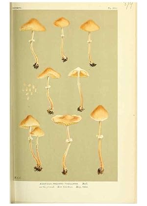 Imagen del vendedor de Reproduccin/Reproduction 8723378274: Illustrations of British Fungi (Hymenomycetes), to serve as an atlas to the ""Handbook of British Fungi"". LondonWilliams and Norgate1881-91 a la venta por EL BOLETIN