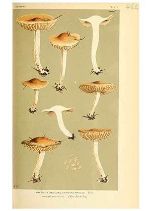 Imagen del vendedor de Reproduccin/Reproduction 9016313520: Illustrations of British Fungi (Hymenomycetes), to serve as an atlas to the ""Handbook of British Fungi"". LondonWilliams and Norgate1881-91 a la venta por EL BOLETIN