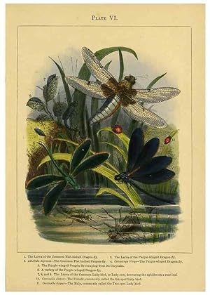 Immagine del venditore per Reproduccin/Reproduction 9443027651: The butterfly vivarium;. London,W. Lay,1858. venduto da EL BOLETIN