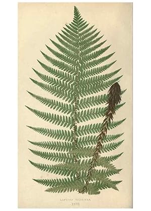 Imagen del vendedor de Reproduccin/Reproduction 9465899732: Our native ferns, or, A history of the British species and their varieties /. London :Groombridge,1865-1867. a la venta por EL BOLETIN