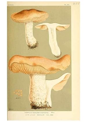 Imagen del vendedor de Reproduccin/Reproduction 9015113215: Illustrations of British Fungi (Hymenomycetes), to serve as an atlas to the ""Handbook of British Fungi"". LondonWilliams and Norgate1881-91 a la venta por EL BOLETIN
