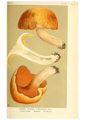 Imagen del vendedor de Reproduccin/Reproduction 9016317516: Illustrations of British Fungi (Hymenomycetes), to serve as an atlas to the ""Handbook of British Fungi"". LondonWilliams and Norgate1881-91 a la venta por EL BOLETIN