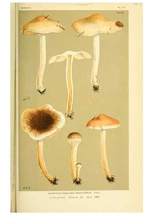 Imagen del vendedor de Reproduccin/Reproduction 8723404406: Illustrations of British Fungi (Hymenomycetes), to serve as an atlas to the ""Handbook of British Fungi"". LondonWilliams and Norgate1881-91 a la venta por EL BOLETIN