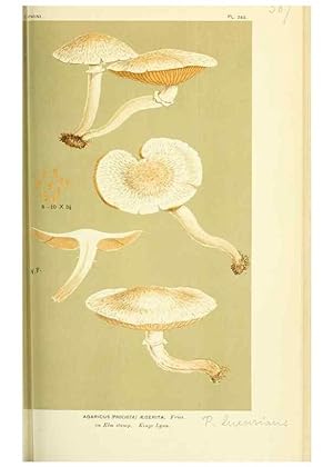 Imagen del vendedor de Reproduccin/Reproduction 8723381476: Illustrations of British Fungi (Hymenomycetes), to serve as an atlas to the ""Handbook of British Fungi"". LondonWilliams and Norgate1881-91 a la venta por EL BOLETIN