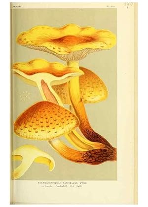 Imagen del vendedor de Reproduccin/Reproduction 8723382548: Illustrations of British Fungi (Hymenomycetes), to serve as an atlas to the ""Handbook of British Fungi"". LondonWilliams and Norgate1881-91 a la venta por EL BOLETIN