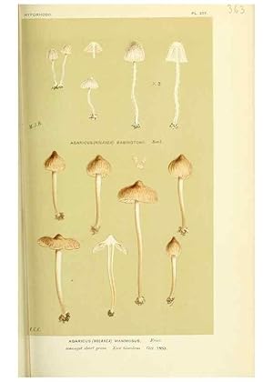 Imagen del vendedor de Reproduccin/Reproduction 8723372426: Illustrations of British Fungi (Hymenomycetes), to serve as an atlas to the ""Handbook of British Fungi"". LondonWilliams and Norgate1881-91 a la venta por EL BOLETIN