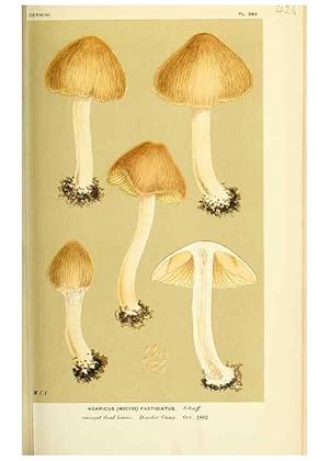 Imagen del vendedor de Reproduccin/Reproduction 8722275653: Illustrations of British Fungi (Hymenomycetes), to serve as an atlas to the ""Handbook of British Fungi"". LondonWilliams and Norgate1881-91 a la venta por EL BOLETIN