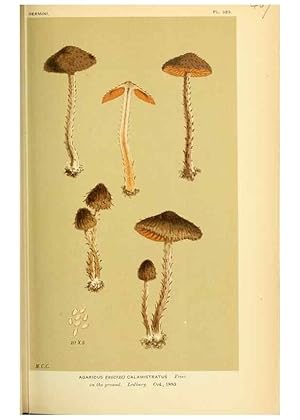 Imagen del vendedor de Reproduccin/Reproduction 8722269183: Illustrations of British Fungi (Hymenomycetes), to serve as an atlas to the ""Handbook of British Fungi"". LondonWilliams and Norgate1881-91 a la venta por EL BOLETIN