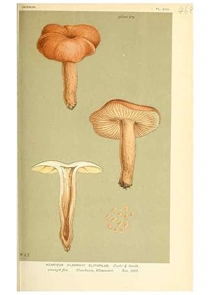 Imagen del vendedor de Reproduccin/Reproduction 9015131015: Illustrations of British Fungi (Hymenomycetes), to serve as an atlas to the ""Handbook of British Fungi"". LondonWilliams and Norgate1881-91 a la venta por EL BOLETIN