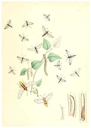 Immagine del venditore per Reproduccin/Reproduction 9216536178: British moths and their transformations. London :W. Smith,1843-45. venduto da EL BOLETIN