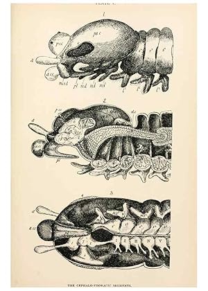 Seller image for Reproduccin/Reproduction 9127758590: The anatomy, physiology, morphology and development of the blow-fly (Calliphora erythrocephala). London,Published for the author by R. H. Porter,1890-95. for sale by EL BOLETIN