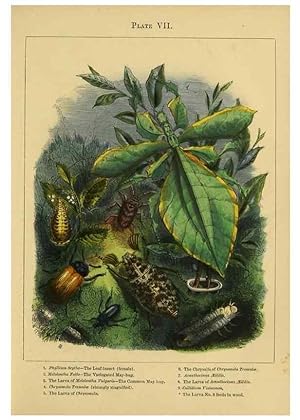 Image du vendeur pour Reproduccin/Reproduction 9445816452: The butterfly vivarium;. London,W. Lay,1858. mis en vente par EL BOLETIN