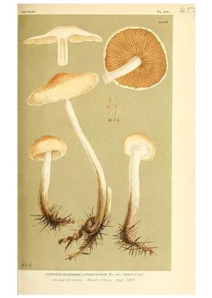 Imagen del vendedor de Reproduccin/Reproduction 9015118455: Illustrations of British Fungi (Hymenomycetes), to serve as an atlas to the ""Handbook of British Fungi"". LondonWilliams and Norgate1881-91 a la venta por EL BOLETIN
