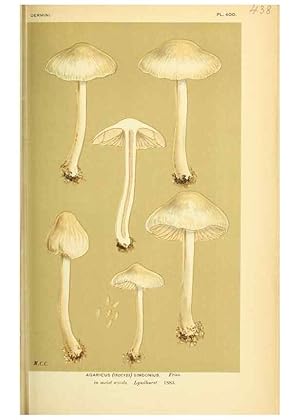 Imagen del vendedor de Reproduccin/Reproduction 8723399836: Illustrations of British Fungi (Hymenomycetes), to serve as an atlas to the ""Handbook of British Fungi"". LondonWilliams and Norgate1881-91 a la venta por EL BOLETIN