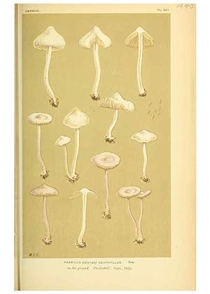 Imagen del vendedor de Reproduccin/Reproduction 8722280369: Illustrations of British Fungi (Hymenomycetes), to serve as an atlas to the ""Handbook of British Fungi"". LondonWilliams and Norgate1881-91 a la venta por EL BOLETIN