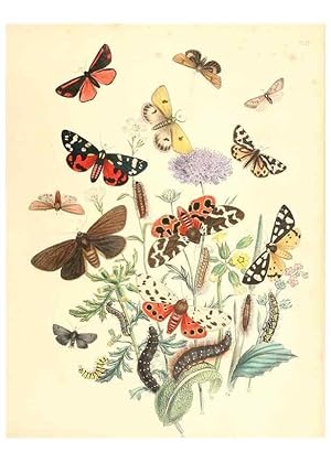 Immagine del venditore per Reproduccin/Reproduction 9213774617: British moths and their transformations. London :W. Smith,1843-45. venduto da EL BOLETIN