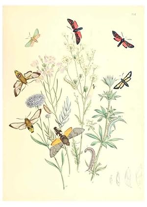 Image du vendeur pour Reproduccin/Reproduction 9213759887: British moths and their transformations. London :W. Smith,1843-45. mis en vente par EL BOLETIN