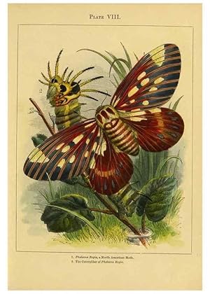 Immagine del venditore per Reproduccin/Reproduction 9445817520: The butterfly vivarium;. London,W. Lay,1858. venduto da EL BOLETIN