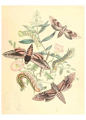 Imagen del vendedor de Reproduccin/Reproduction 9216531120: British moths and their transformations. London :W. Smith,1843-45. a la venta por EL BOLETIN