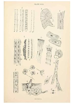 Seller image for Reproduccin/Reproduction 9125568101: The anatomy, physiology, morphology and development of the blow-fly (Calliphora erythrocephala). London,Published for the author by R. H. Porter,1890-95. for sale by EL BOLETIN