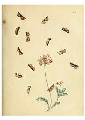 Imagen del vendedor de Reproduccin/Reproduction 9216297861: British moths and their transformations. London :W. Smith,1843-45. a la venta por EL BOLETIN